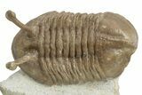 Stalk-Eyed Asaphus Kowalewskii Trilobite - Russia #237031-1